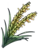 Rice Plant Panicle