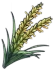 Rice Plant Panicle Currency Icon